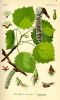                     Populus tremula